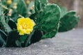 Closeup of the yellow flower of the Eastern Prickly Pear Cactus. Opuntia humifusa Royalty Free Stock Photo