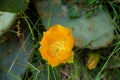 Closeup of the yellow flower of the Eastern Prickly Pear Cactus ,Opuntia humifusa.Santa Rita Prickly Pear of the Sonoran Royalty Free Stock Photo