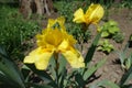 Closeup of yellow flower of german bearded iris