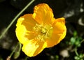 Closeup of yellow flower of glacium flavum, beautiful herbaceous plant, nature Royalty Free Stock Photo