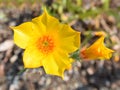 golden bartonia blazing star Mentzelia lindleyi flower