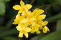 Closeup yellow flower of Yellow ground orchid growing in Singapore