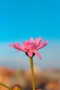 Closeup of pink Flower .natural background, bright yellow flower,flower closeup.