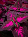 Macro Closeup of Flower . plant first to bloom in summer in the garden. Intentionally blur at background. To show shallow depth of Royalty Free Stock Photo