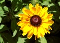 Closeup of yellow flower of rudbeckia gloriosa daisy, beautiful flower with many petals and brown center, nature Royalty Free Stock Photo