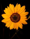 Closeup of a yellow flower and a small ant on it Royalty Free Stock Photo