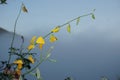 Closeup yellow flower of sunhemp or Crotalaria juncea in scientific name Royalty Free Stock Photo