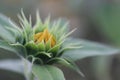 Closeup of yellow flower. Young sunflower in bloom on soft green bokeh background. New life process concept with nature. Royalty Free Stock Photo