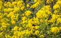 Yellow flowering rapeseed plants up close Royalty Free Stock Photo