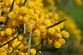 Closeup of a yellow flowering silver acacia Acacia dealbata, or false mimosa, with its flowers in spring in Sicily