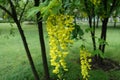 Closeup of yellow flowers of common laburnum in May Royalty Free Stock Photo