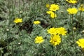 Closeup of yellow flowers of Cota tinctoria Kelwayi