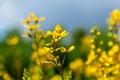 Gold Shower Galphimia gracilis yellow flowers, closeup - Delray Beach, Florida, USA Royalty Free Stock Photo
