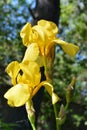 Closeup of yellow flowers of Iris germanica. Urban greening in summer