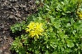 Closeup of yellow flowers of Sedum kamtschaticum in May