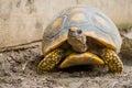 Closeup of a yellow footed tortoise, funny tropical land turtle from America, Reptile with a vulnerable status