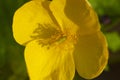 Closeup of yellow forest poppy flower in East Windsor, Connecticut Royalty Free Stock Photo