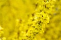Closeup of yellow forsythia blooms in a winter garden, yellow nature background