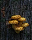Group of five sharp-scaly pholiota mushrooms growing on tree trunk Royalty Free Stock Photo
