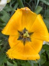 Closeup of yellow garden tulip flower high angle view