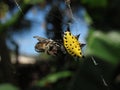 Closeup of the yellow Gasteracantha cancriformis, spinybacked orbweaver with prey on the cobweb. Royalty Free Stock Photo