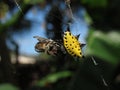 Closeup of the yellow Gasteracantha cancriformis, spinybacked orbweaver with prey on the cobweb.