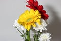 Closeup Yellow gerbera daisy flower isolated macro photo Royalty Free Stock Photo