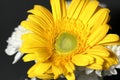 Closeup Yellow gerbera daisy flower isolated macro photo Royalty Free Stock Photo