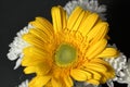 Closeup Yellow gerbera daisy flower isolated macro photo Royalty Free Stock Photo