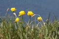 Closeup of yellow globeflowers growing in the mountains