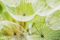 Closeup of Yellow Goats Beard seed