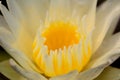 Closeup yellow gold lotus flower