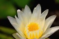 Closeup yellow gold lotus flower