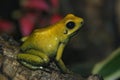 Closeup on a yellow Golden poison dart arrow frog , Phyllobates terribilis sitting on wood Royalty Free Stock Photo