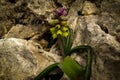 Closeup of a Yellow grape hyacinth, Muscari macrocarpum plant grown between rocks Royalty Free Stock Photo