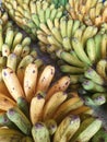 Closeup of yellow and green banana fruit, Binan wholesale market