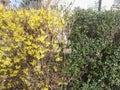 Closeup of yellow and green plants in a city Royalty Free Stock Photo