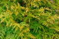 A closeup of the yellow green texture of the leaves of the western thuja. Nature landscape, fresh wallpaper and spring