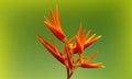 Closeup, Yellow Heliconia psittacorum or bird of paradise flowers blossom blooming isolated on dark pea green background for stock Royalty Free Stock Photo