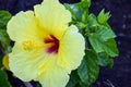 Closeup of a yellow Hibiscus flower Royalty Free Stock Photo