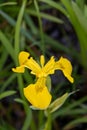 A closeup of a yellow Iris blooming in the marsh.