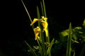 Closeup of a yellow iris with long green leaves on a dark blurry background Royalty Free Stock Photo