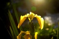 Closeup of a yellow iris with long green leaves under sunlight with a blurry background Royalty Free Stock Photo