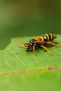 Closeup of a yellow jacket on a green leaf.