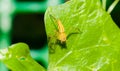 Closeup of yellow jumper spider on the green leaf Royalty Free Stock Photo