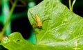 Closeup yellow jumper spider on the green leaf Royalty Free Stock Photo