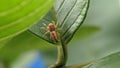 Closeup of Yellow Jumping Spider