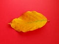 Closeup of yellow leaf. Autumn color of leaf on red backdrop.