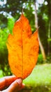 Closeup yellow leaf in forest , spring leaf Royalty Free Stock Photo