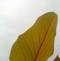 Closeup of yellow leaf pattern, leaves veins macro shots, nature photography